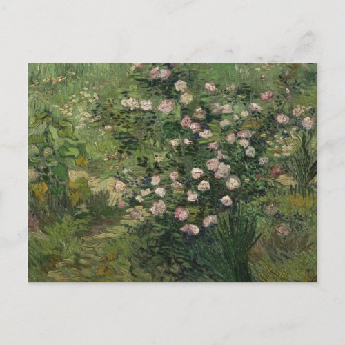 Rosebush in Blossom Van Gogh Fine Art Postcard