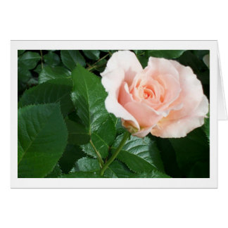 RoseCard Cards