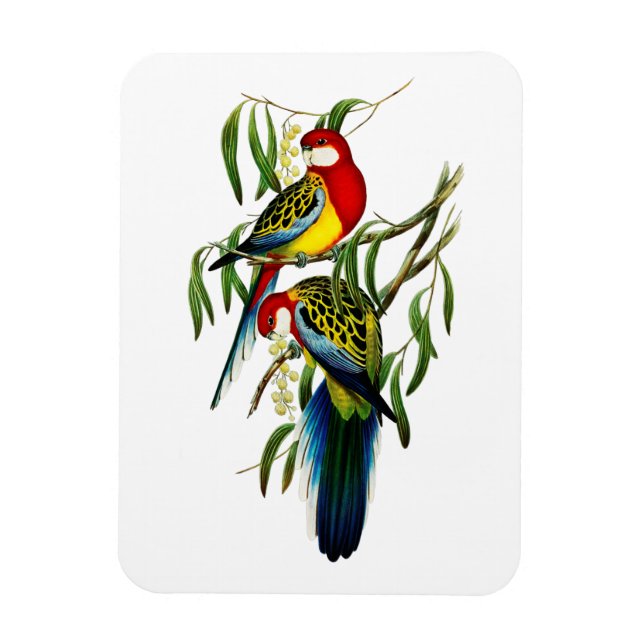 Rosehill Parakeet Parrot Australia Magnet (Vertical)