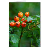 Rosehip after rain (Front)