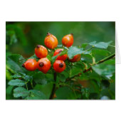 Rosehip after rain 3 (Front Horizontal)