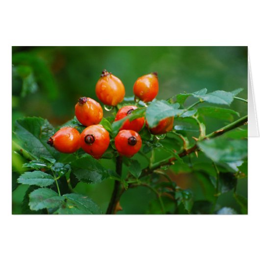 Rosehip after rain 3 (Front Horizontal)
