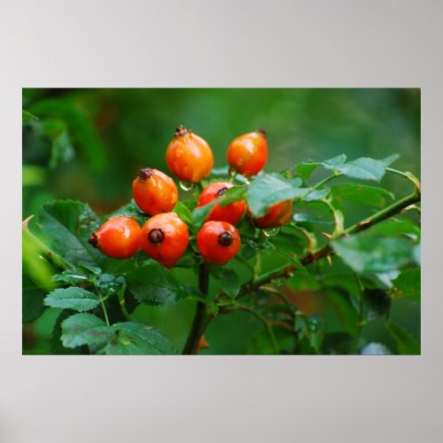 Rosehip after rain poster