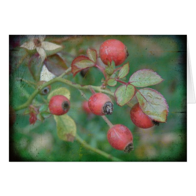Rosehips with Texture Cards (Front Horizontal)