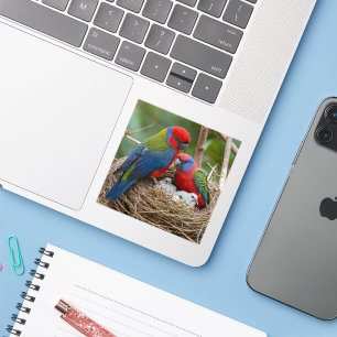 Rosella Birds Sticker