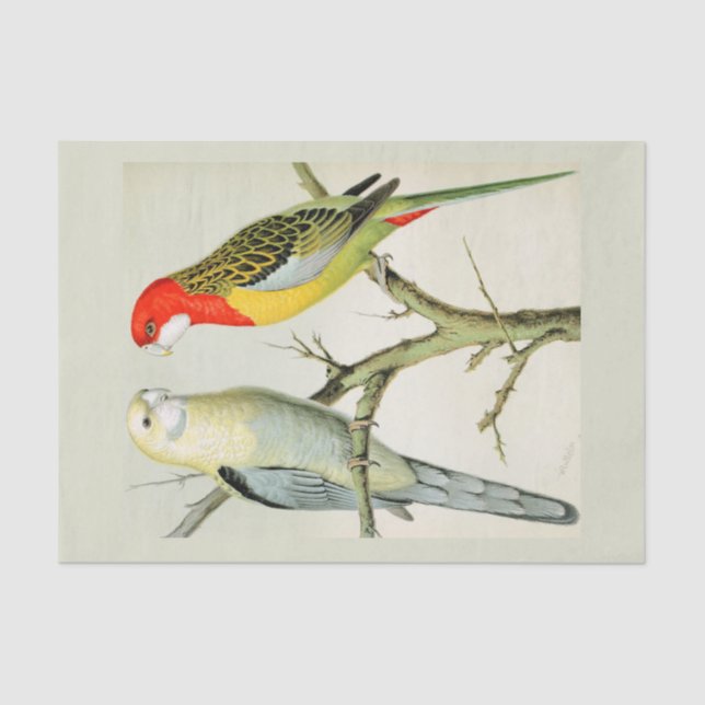 Rosella Parrakeets Tissue Paper (Front)