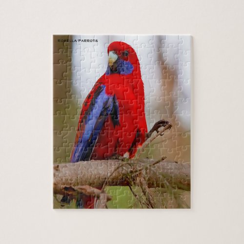 Rosella Parrots Australia Jigsaw Puzzle