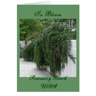 Rosemary Beach, Rosemary Cards