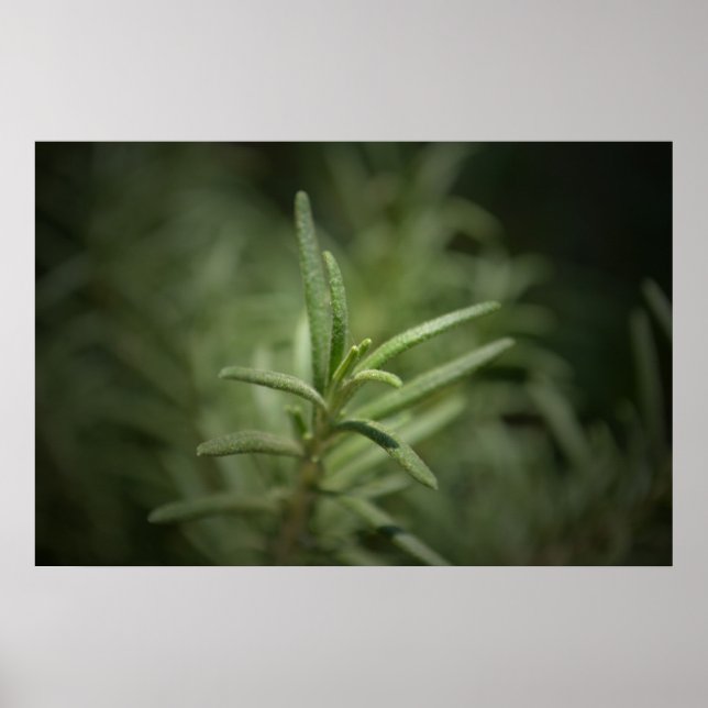 Rosemary Beauty Poster (Front)