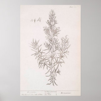 Rosemary botanical drawing vintage art poster