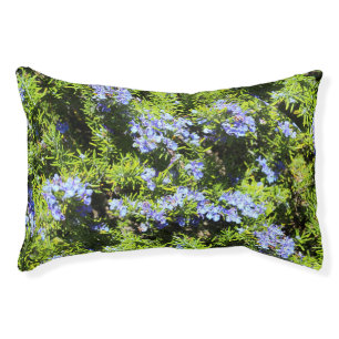 rosemary flowers on green pet bed