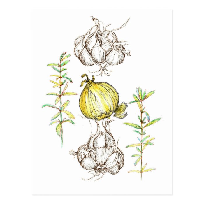 Rosemary Herb Garlic Onion Kitchen Art Drawing Post Cards