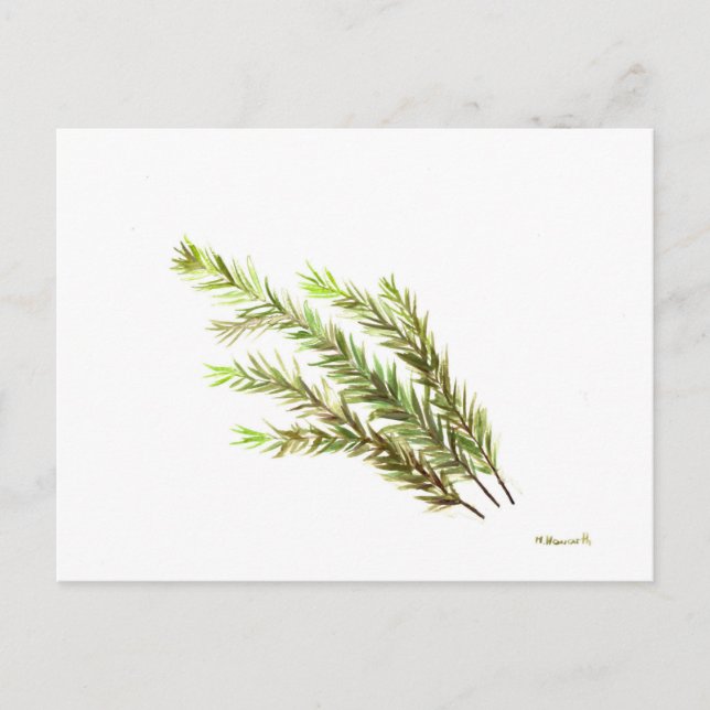 Rosemary herb kitchen art watercolour painting postcard (Front)