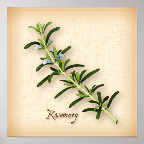 Rosemary Herb Poster