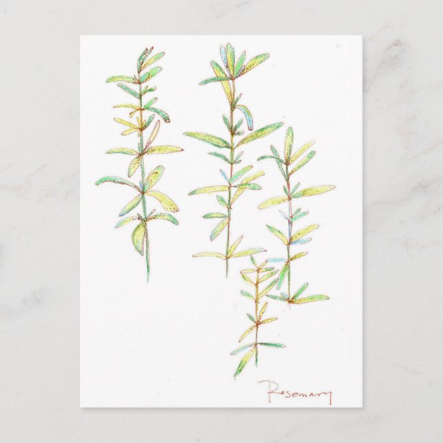 Rosemary Herbal Plant Botanical Art Drawing Postcard (Front)