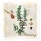 Rosemary, herbs Hummingbird Botanical Art Print
