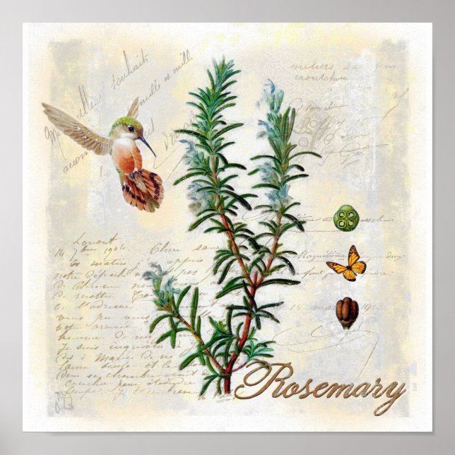 Rosemary, herbs Hummingbird Botanical Art Print (Front)