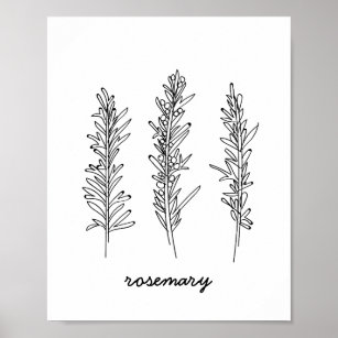 Black And White Drawing Rosemary Sketch PNG 1846x1590px Black And White  Branch Drawing Flowering Plant Grass