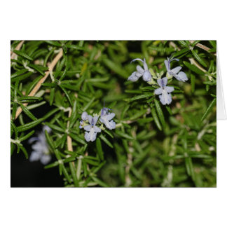 Rosemary in Bloom Flowering Herb Photo Cards