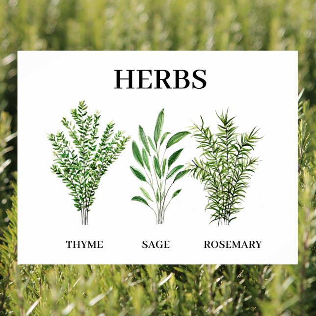 Rosemary Thyme Sage Herbs Culinary Kitchen Chef Poster (Creator Uploaded)