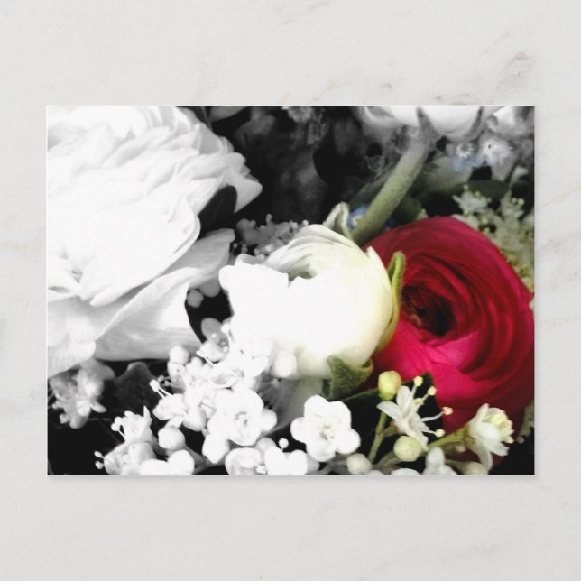 Rosenweissundrot Postcard (Front)