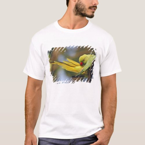 Roseringed Parakeet preeningKeoladeo National T_Shirt