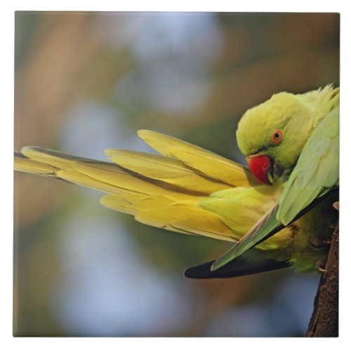 Roseringed Parakeet preeningKeoladeo National Tile