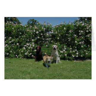 roses and pups cards