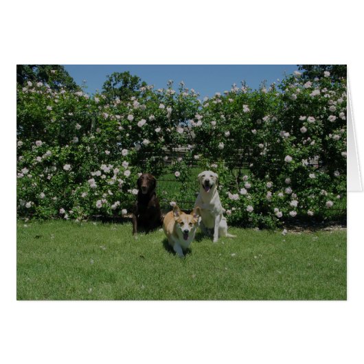 roses and pups cards (Front Horizontal)