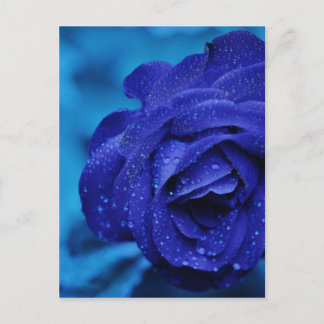 Roses are Blue Postcard