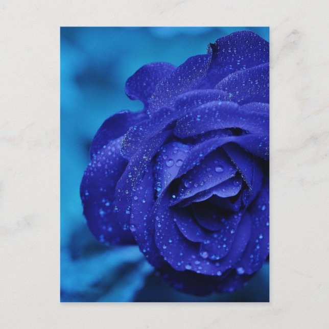 Roses are Blue Postcard (Front)