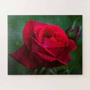Roses Are Red 16"x20" easy Jigsaw Puzzle