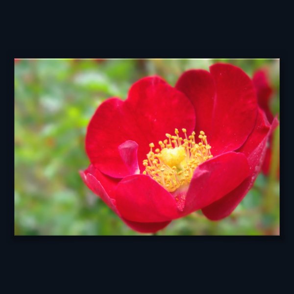 Roses Are Red Photo Print