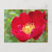Roses Are Red Postcard