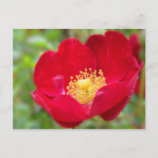 Roses Are Red Postcard