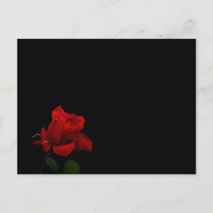 Roses Are Red Postcard