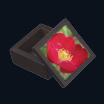 Roses Are Red Premium Gift Box