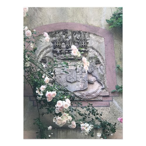 Roses at Pchau Castle in Machern Germany Photo Print