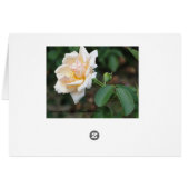 Roses B.F.F. Cards (Back Horizontal)