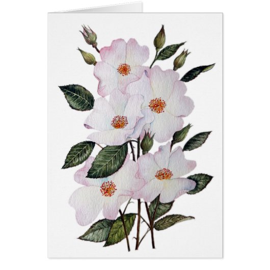 Roses 'Ballerina' Floral Art (Front)