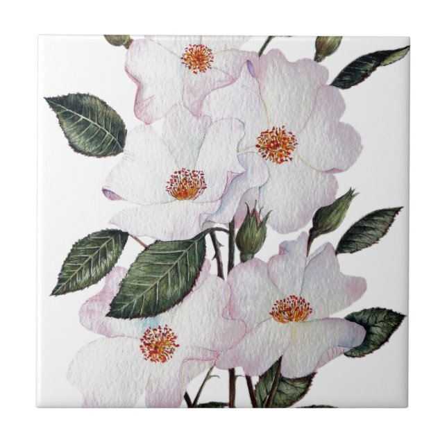 Roses 'Ballerina' Floral Art Ceramic Tile (Front)