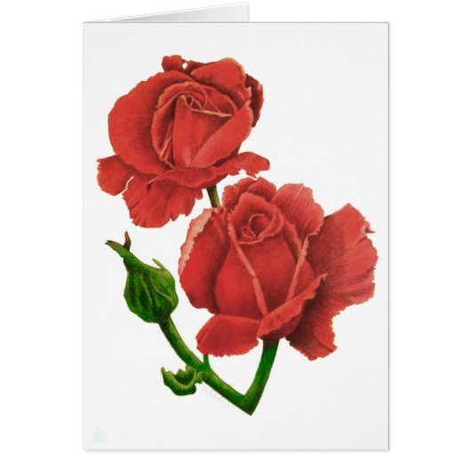 Roses Cards (Front)