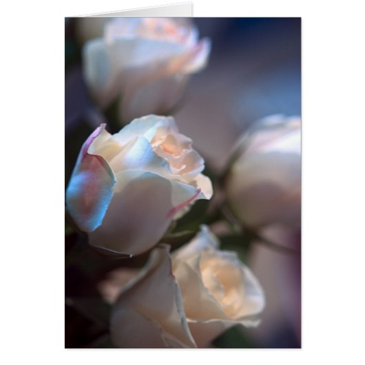 Roses Cards (Front)