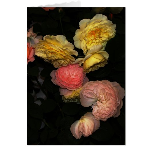 Roses Cards (Front)