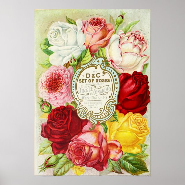 Roses Dingee and Conard Company Seed Catalog Poster (Front)