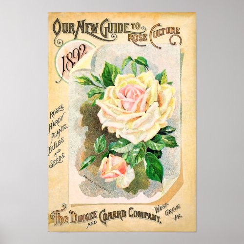 Roses Dingee and Conard Vintage Seed Catalog Poster