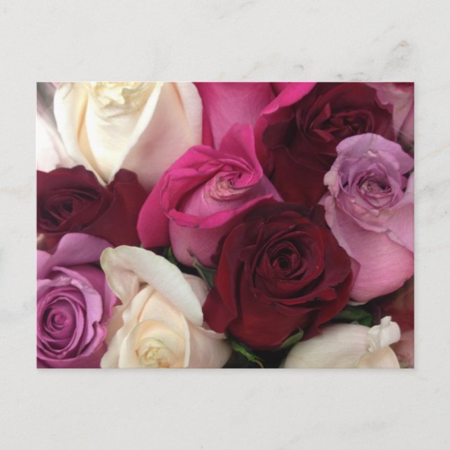 Roses Floral Postcard (Front)