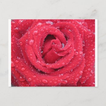 Roses Flowers Blossoms Petals Water Droplets Postcard by Designs_Accessorize at Zazzle