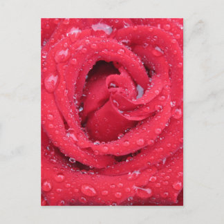 roses flowers blossoms petals water droplets postcard
