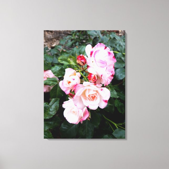 Roses Flowers , Pink Red White Roses Canvas Print (Front)